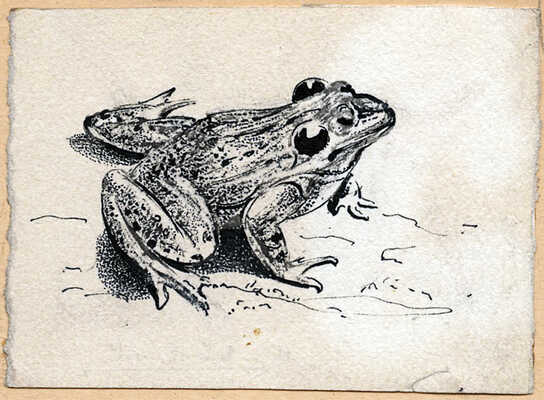 Курдов Валентин Иванович. Лягушка 